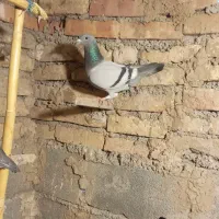 یه ماده گابی