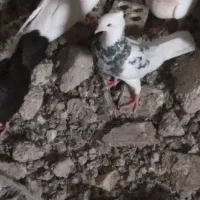کبوتر|پرنده|شادگان, |دیوار
