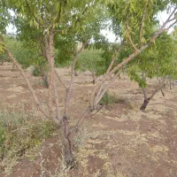 زمین کشاورزی