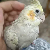 عروس هلندی گمشده