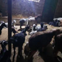 1راسبره1راسبز|حیوانات مزرعه|دهدشت, |دیوار