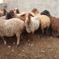 گوسفند رومانوف افشاری