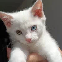 گربه خانگی