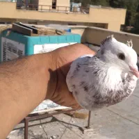 کبوتر های غریب وگرفتنی