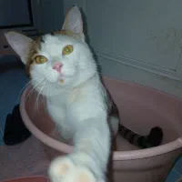 گربه گمشده|گربه|حمیدیا, |دیوار