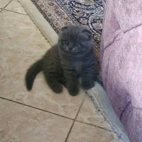 کانال گربه‌ها (پرشین/بریتیش/اسکاتیش)|گربه|کرمانشاه, |دیوار