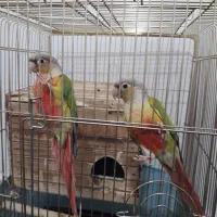 ۲ عدد گرینچیک|پرنده|سرپل ذهاب, |دیوار