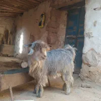 بیگ|حیوانات مزرعه|ایذه, |دیوار