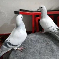 مجسمه کبوتر شامی|مجسمه، تندیس، ماکت|بیرجند, |دیوار