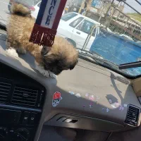 شیتزو ۲ ماهه