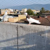 کبوتر طوقی|پرنده|دلند, |دیوار