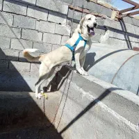 واگذاری ماده پژدر اصیل