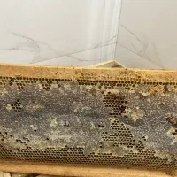 عسل با موم|خوردنی و آشامیدنی|اصفهان, کوی امیریه|دیوار