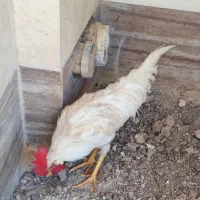 خروس کردی جوان