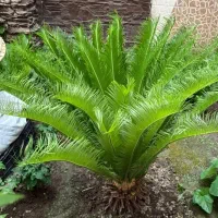 سیکاس