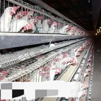 کارگر خانواده جهت مرغداری