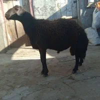 قوچ دو دندان