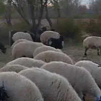 میش وبز|حیوانات مزرعه|قمصر, |دیوار