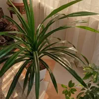 فروش گل پاندانوس