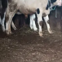 سه عدد گوساله نر|حیوانات مزرعه|سیلوانه, |دیوار