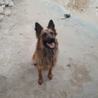 سگ ژرمن