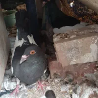 جفتی یهودی دم سفید