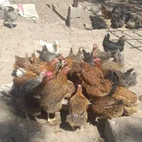 فروش50عدد مرغ تخم گذار محلی|حیوانات مزرعه|رفسنجان, |دیوار