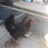 مرغ خورس. مینیاتوری اصل