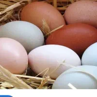 تخم غاز وقوغار نطفه دار