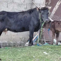 گاو گوساله نر دورگ محلی