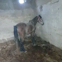 اسب کورد جفت زن|اسب و تجهیزات اسبسواری|نوشین شهر, |دیوار