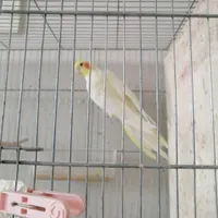 عروس هلندی