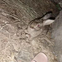 خرگوش پشمالو