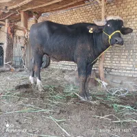 گاومیش رفیع