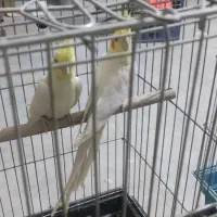 عروس هلندی مولد با دوتا جوجه بزرگ|پرنده|نورآباد, |دیوار