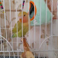 طوطی برزیلی نر 5 ماهه