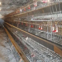 قفس مرغ تخمگذار