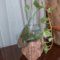 پیچک تزئینی|گل و گیاه طبیعی|اهواز, کیان اباد|دیوار