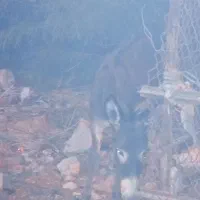 الاغ|حیوانات مزرعه|خمیر, |دیوار