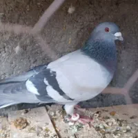 نر پلاکی درجه یک|پرنده|اصفهان, ارغوانیه|دیوار