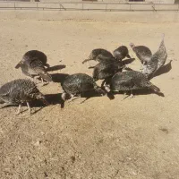 فروش 11 عدد بوقلمون برنز، ماده|حیوانات مزرعه|قزوین, |دیوار