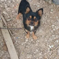 سگ پاکوتاه فروشی