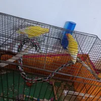 طوطی برزیلی