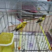 قناری رسمی بلند|پرنده|کهریزک, |دیوار