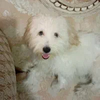 سگ پاکوتاه7ماهشه