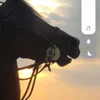اسب خرید وفروش