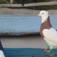 کبوتر|پرنده|شوشتر, |دیوار