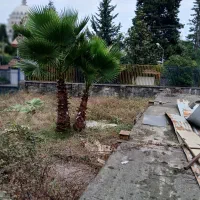 فروش تخم پالم بادبانی درجه یک کیلویی ۲۷۰هزار