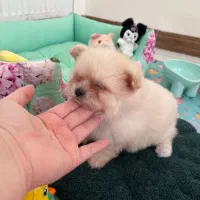 توله پامرانین|سگ|هشتگرد, شهرک اداری|دیوار