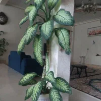 گل همراه پاجوش